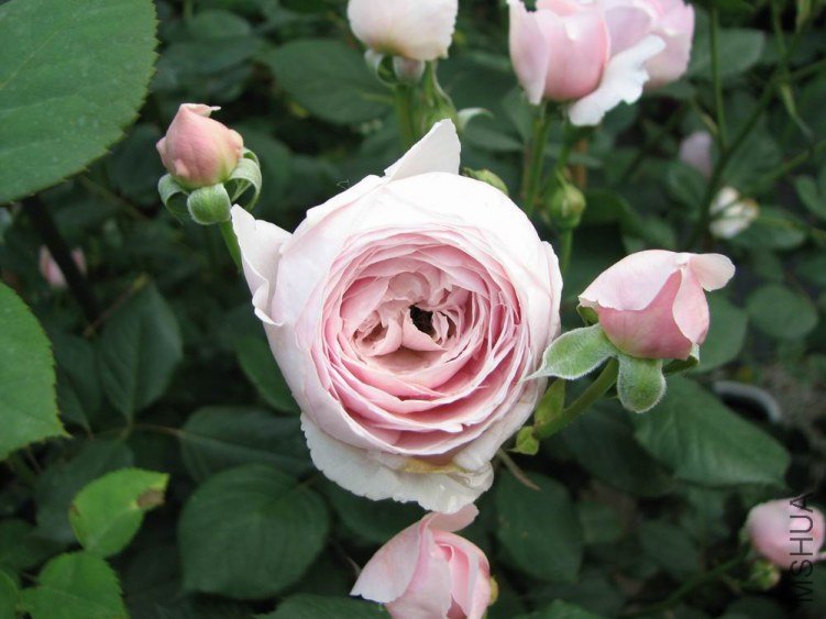 ������С IMG_2356.jpg