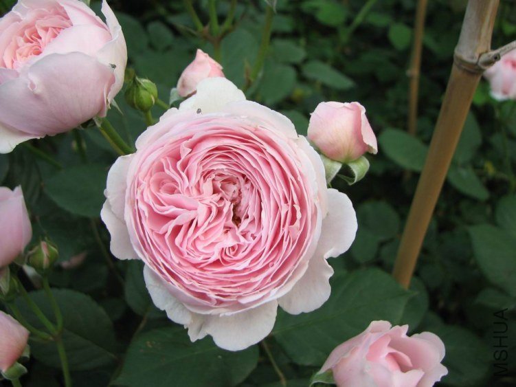 ������С IMG_2354.jpg