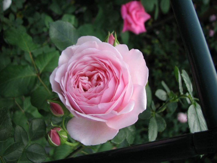 ������С IMG_2357.jpg