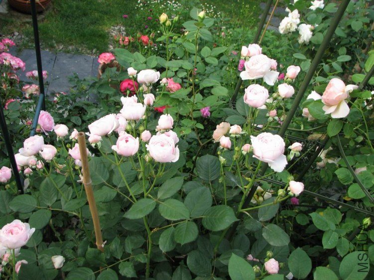 ������С IMG_2365.jpg