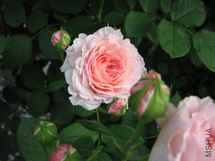 ������С IMG_2352.jpg