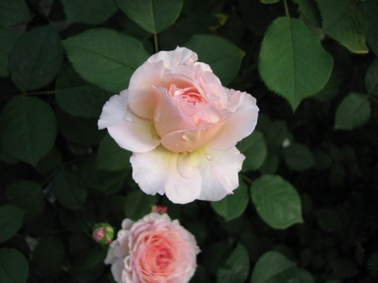 ������С IMG_2351.jpg