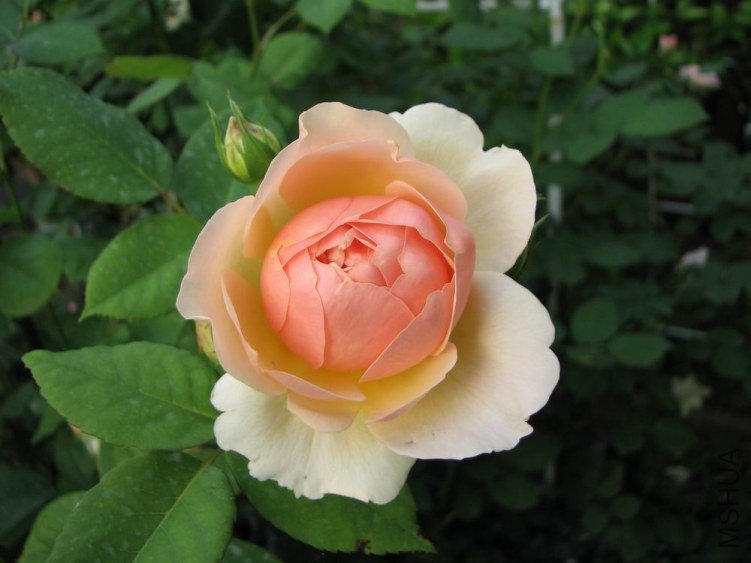 ������С IMG_2363.jpg