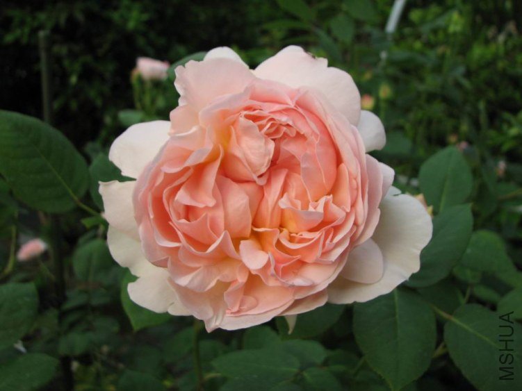 ������С IMG_2364.jpg