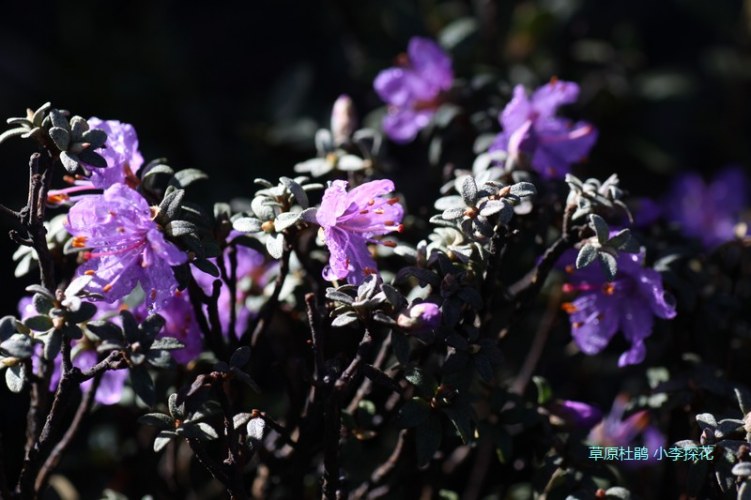 010 ��ԭ�ž�.jpg