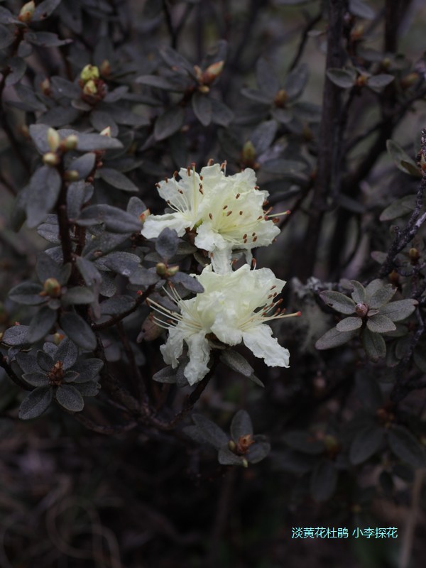 011 ��ԭ�ž�.jpg