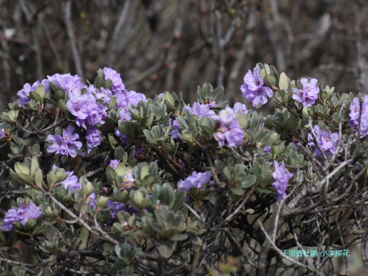 014 ǧ����ž�.jpg