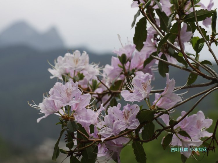 015 ��Ҷ�ž�.jpg