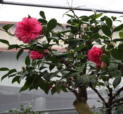 nEO_IMG_QQ��ͼ20120411091843.jpg
