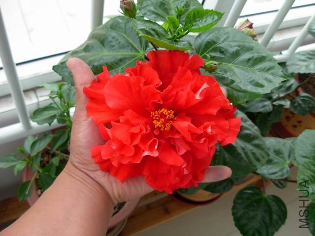 ������С DSCN9904.JPG