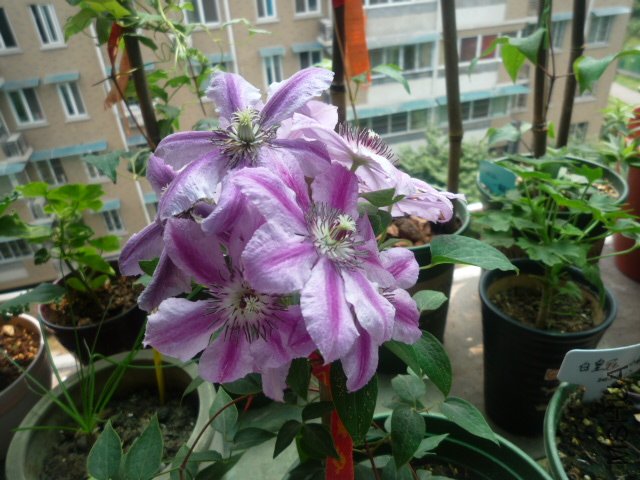 P1050410.JPG