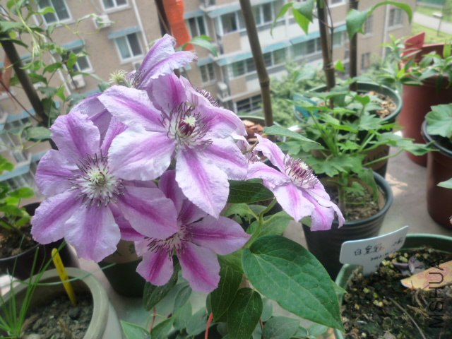 P1050411.JPG