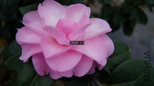 nEO_IMG_�軨-������2.jpg