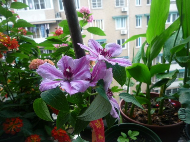 P1050447.JPG