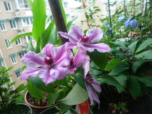 P1050450.JPG