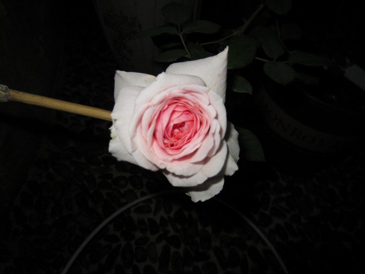 ��Ƭ 033gg.jpg