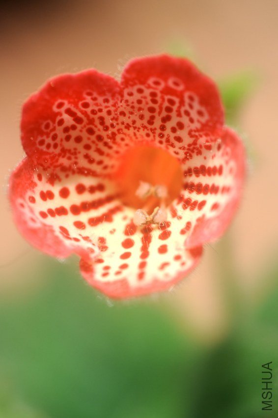 ���� DSC_0112.JPG