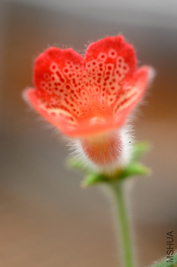 ���� DSC_0113.JPG