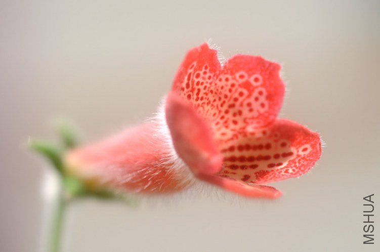 ���� DSC_0115.JPG