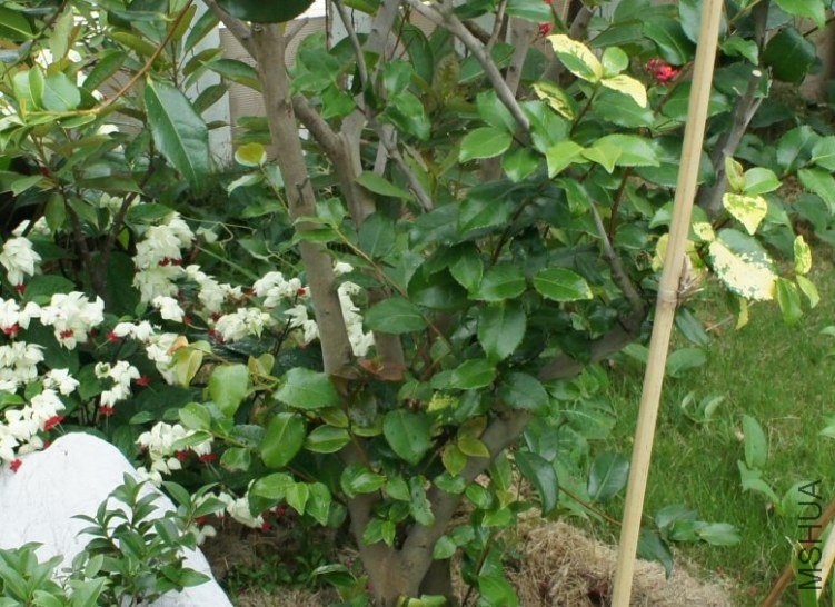 �Ŵ�ֲ�����