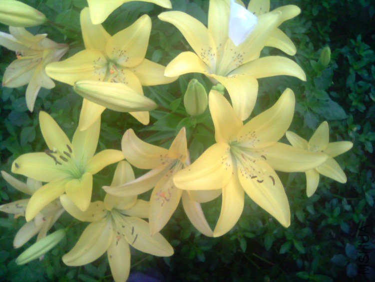 �ٻ�