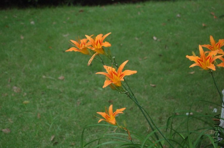 DSC_00600060.JPG