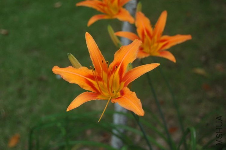 DSC_00620062.JPG