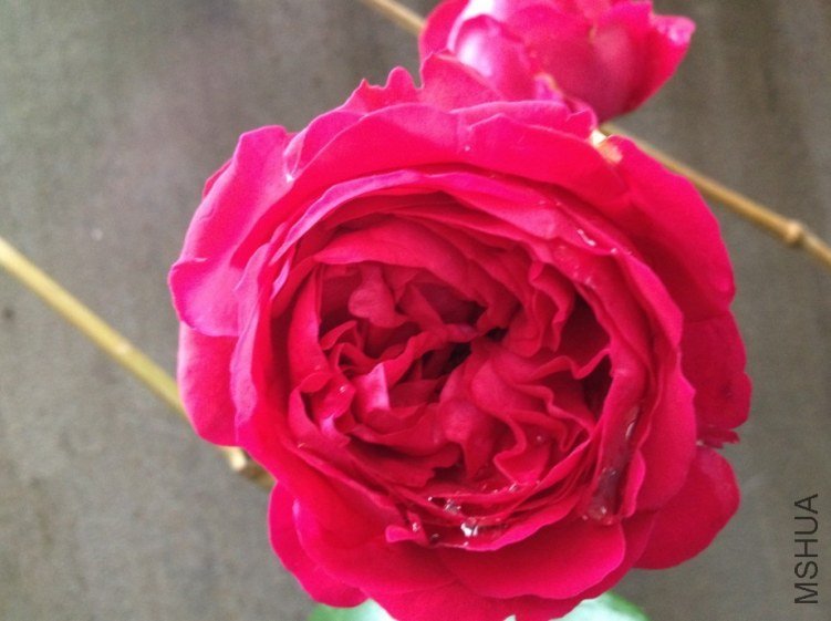 ���������ĺ���