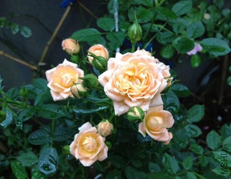 �����͵�����