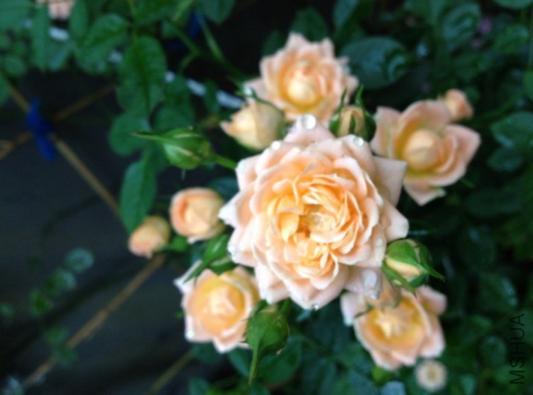 �����͵�����