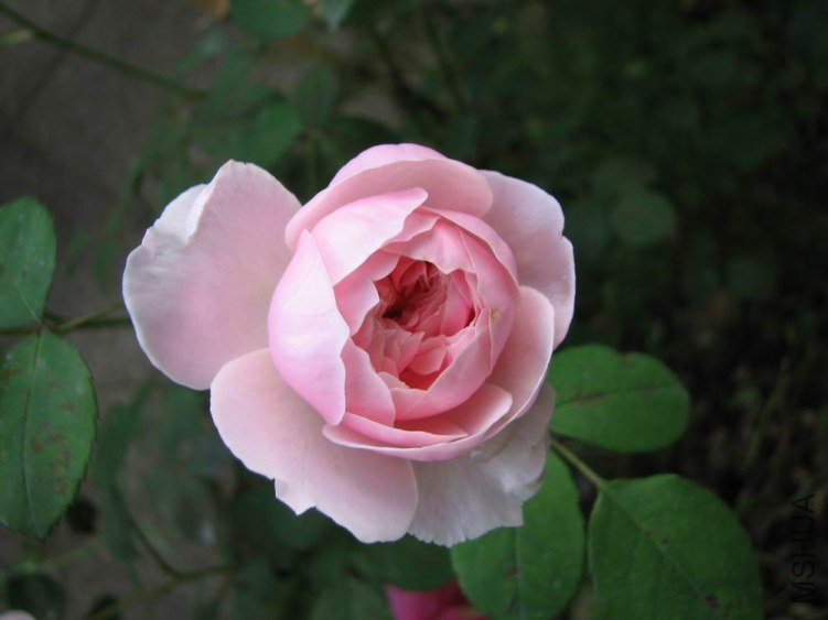 ������С IMG_2347.jpg