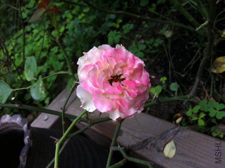 ������С ����������4.jpg