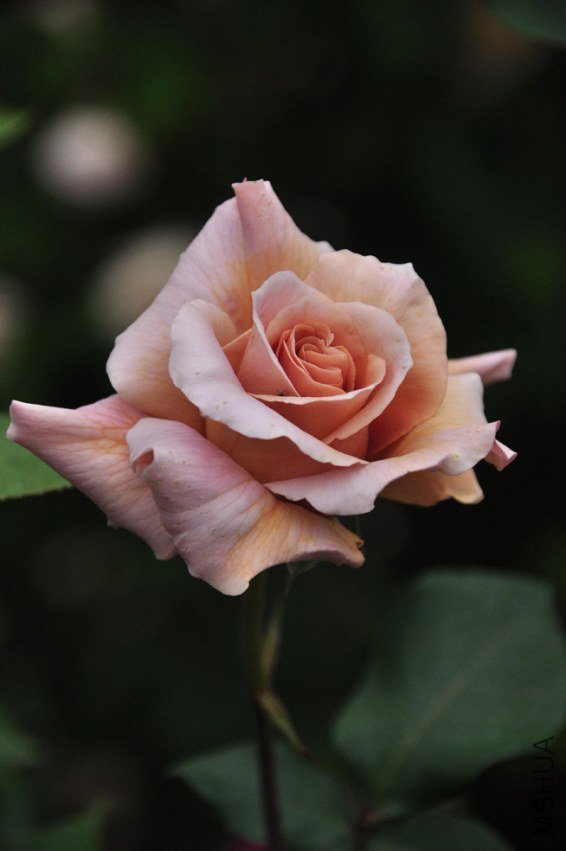 JULIA\\'S��ROSE.JPG