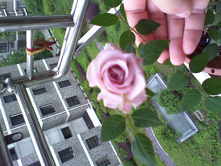 ޹�²ݿ�����.jpg