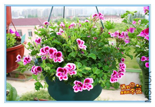 ��Ƭ 094_��ʹ4.jpg