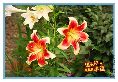 ��Ƭ 019_����.jpg