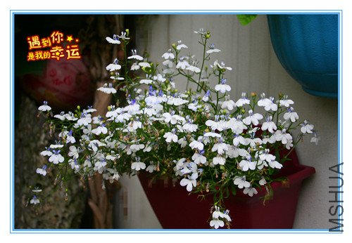 ��Ƭ 097_������.jpg