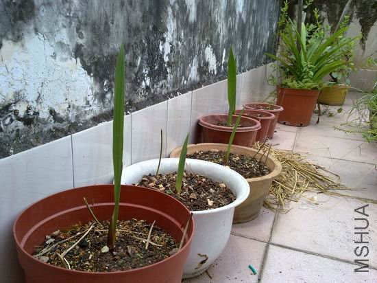 ���СС�߸���������������һ����