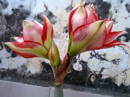 ������С 201204031895.jpg