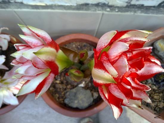 ������С 201204031898.jpg