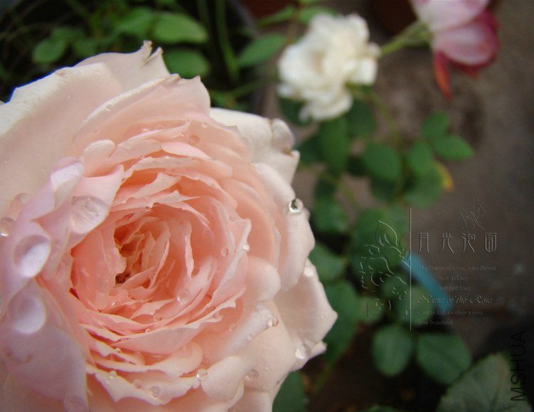 QQ��ͼ20120619155435.jpg