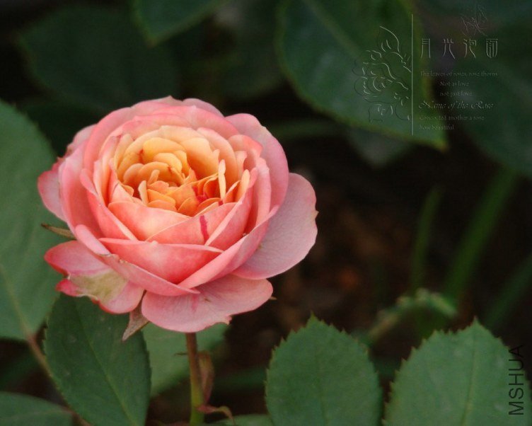 QQ��ͼ20120619155110.jpg
