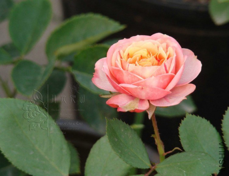 QQ��ͼ20120619155253.jpg