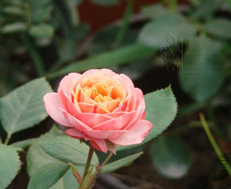 QQ��ͼ20120619155520.jpg