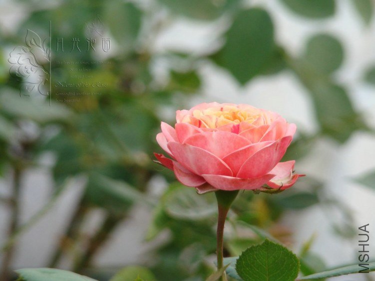 QQ��ͼ20120619155555.jpg