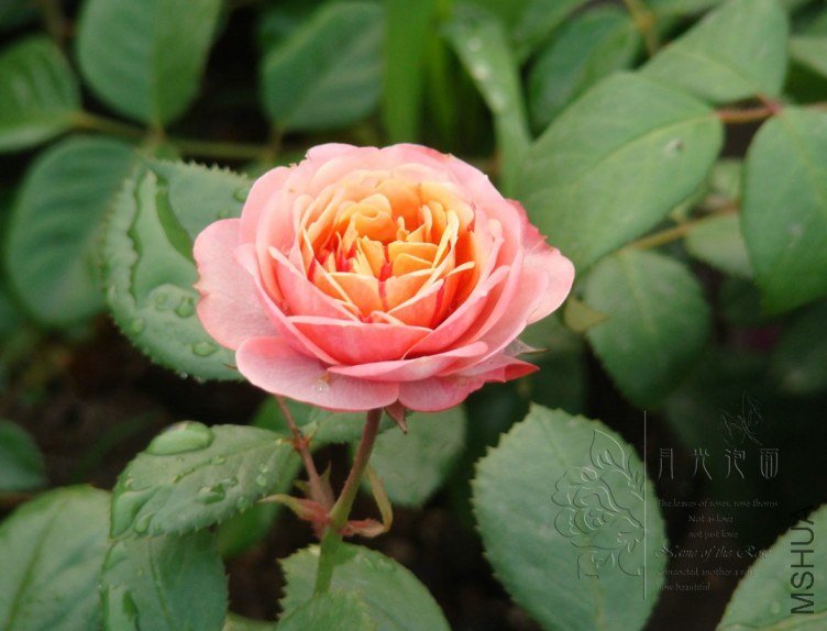 QQ��ͼ20120619155734.jpg