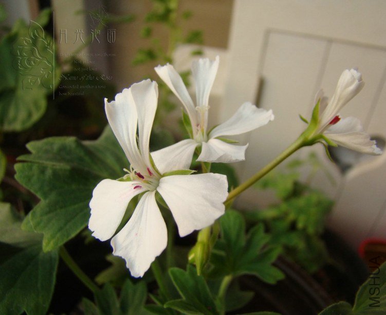 QQ��ͼ20120619155014.jpg