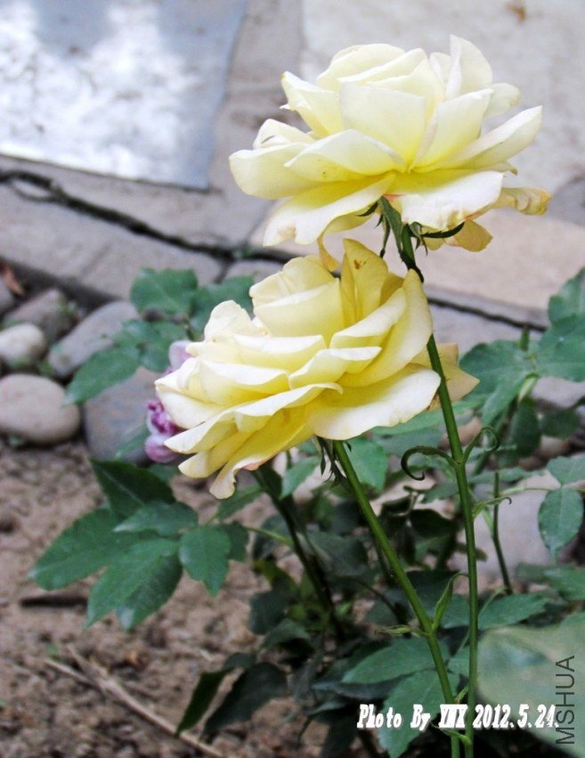 2012.5.24. 101_conew2.jpg