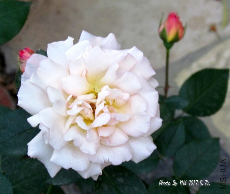 2012.5.24. 072_conew1.jpg