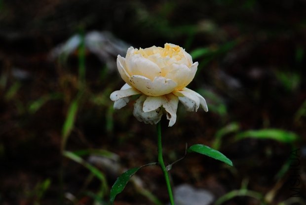 DSC_0284.JPG